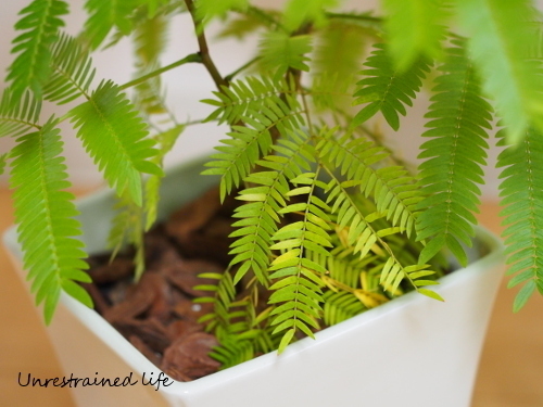 エバーフレッシュ: Unrestrained garden エバーフレッシュ: Unrestrained garden
