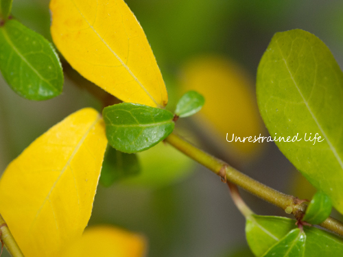 黄色い葉っぱ Unrestrained Garden